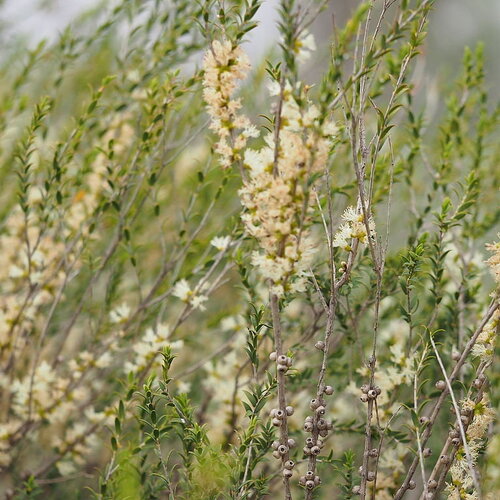 50 graines melaleuca acuminata, myrte de miel de mallee