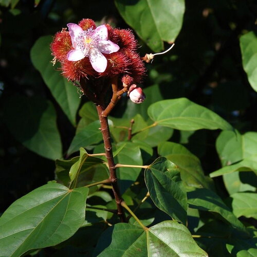 10 graines bixa orellana, roucou, arbre rouge à lèvres, urucum