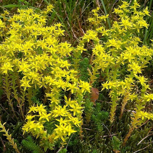 30 graines sedum sexangulare, orpin de bologne, orpin doux
