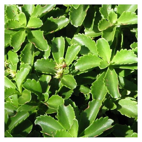 30 graines sedum ellacombianum, orpin japonais
