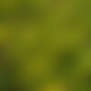 30 graines sedum montanum, orpin des montagnes