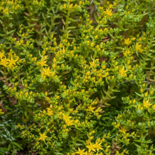 30 graines sedum montanum, orpin des montagnes