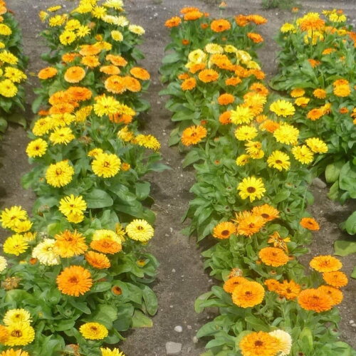 10 graines de souci nain, calendula officinalis gitana
