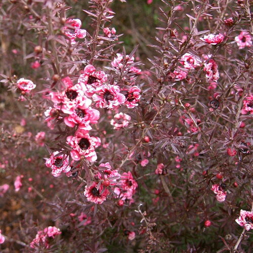 3 graines leptospermum scoparium, manuka
