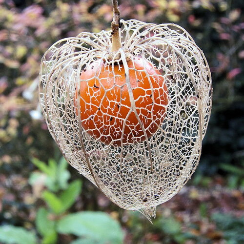 25 graines physalis alkekengi, alkékenge, coqueret alkékenge, lanterne, amour-en-cage, cerise d'hiver, cerise de juif