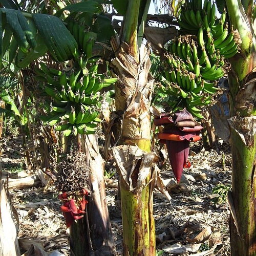 2 graines de musa x paradisiaca, bananier