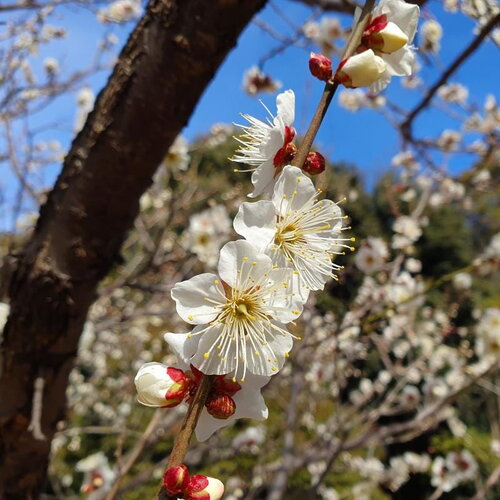 3 graines de prunier saint julien, prunus domestica saint julien