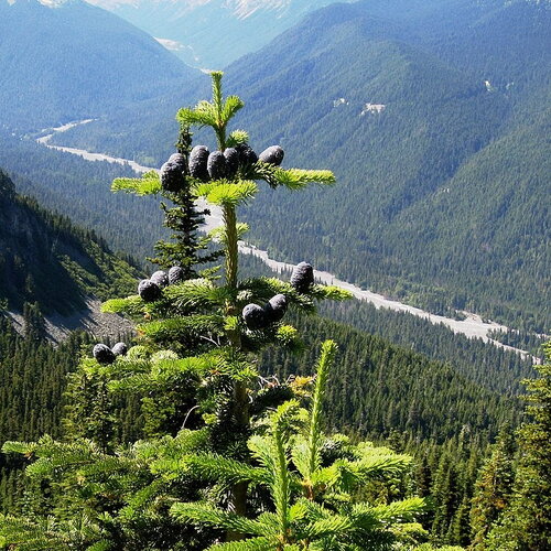 7 graines de sapin gracieux, abies amabilis