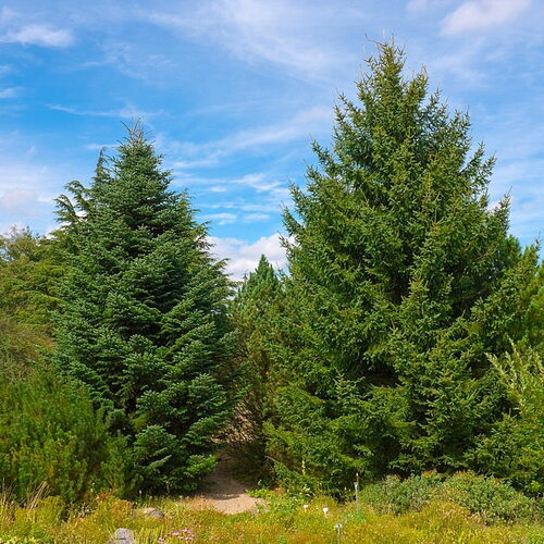 3 graines de abies cephalonica, sapin de céphalonie, sapin de grèce