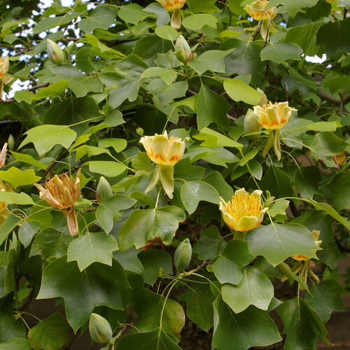 3 graines de tulipier de virginie, arbre aux lis, liriodendron tulipifera