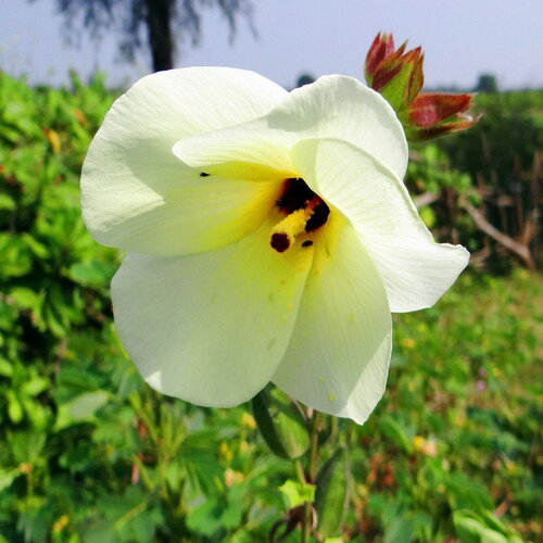 3 graines de aibika, hibiscus manihot, abelmoschus manihot