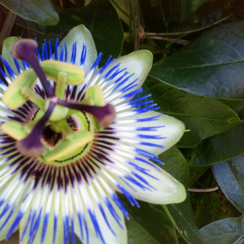 5 graines de fleurs de la passion, passiflore, fleur bleue violette, passiflora, plante grimpante