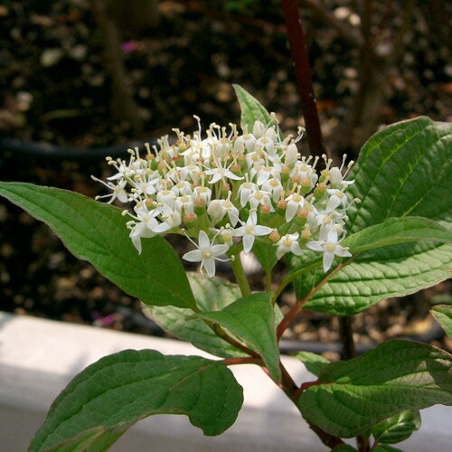 3 graines cornus alba sibirica, cornouiller blanc de sibérie