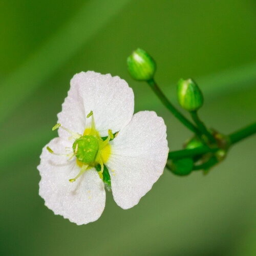 100 graines de plantain d'eau, alisma plantago aquatica