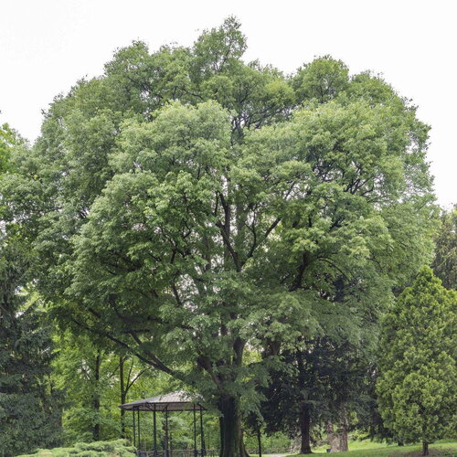 10 graines de micocoulier de provence, micocoulier du midi, celtis australis