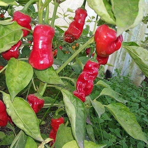 40 graines de piment, peter red chili, poivre de pénis, peter pepper, capsicum annuum