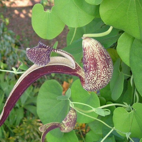 3 graines de aristolochia ringens, aristoloche spatulée