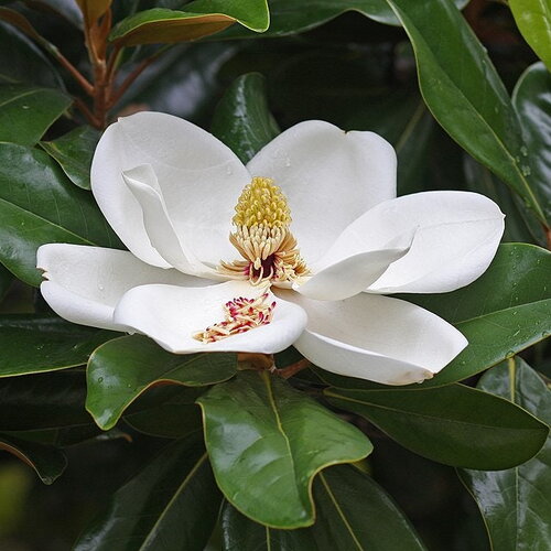 3 graines magnolia à grandes fleurs, magnolia grandiflora, laurier tulipier