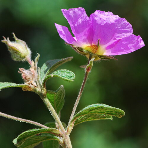 20 graines de cistus creticus, ciste de crète