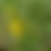 3 graines genista tinctoria, genêt des teinturiers