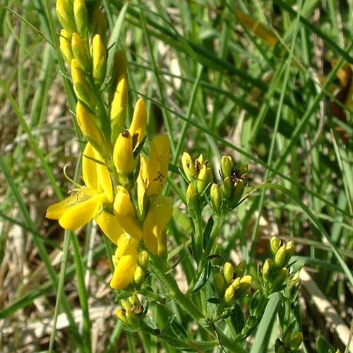 3 graines genista tinctoria, genêt des teinturiers