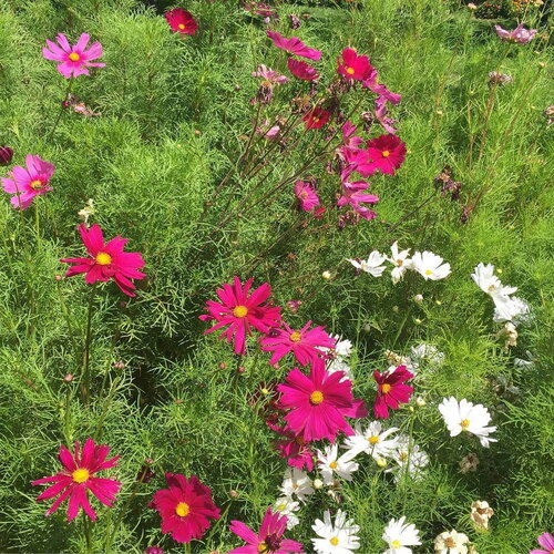 10 graines de cosmos fleurs mix, cosmos bipinnatus