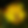10 graines de cosmos sulphureus &quot;limara lemon&quot;, cosmos jaune