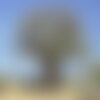 Rare 3 graines de baobab africain, adansonia digitata