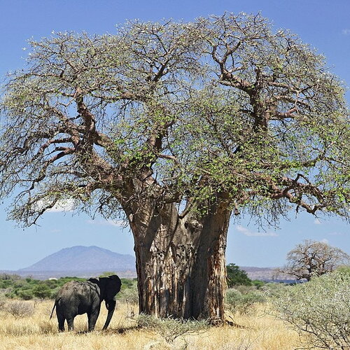 Rare 3 graines de baobab africain, adansonia digitata