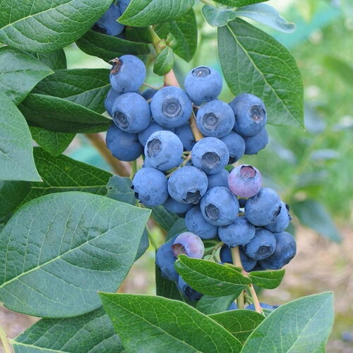 3 graines myrtille arbustive, grande myrtille, myrtille américaine, bleuet à corymbes, vaccinium corymbosum