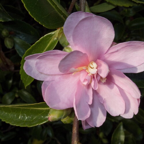 2 graines de camélia d'automne, camellia sasanqua