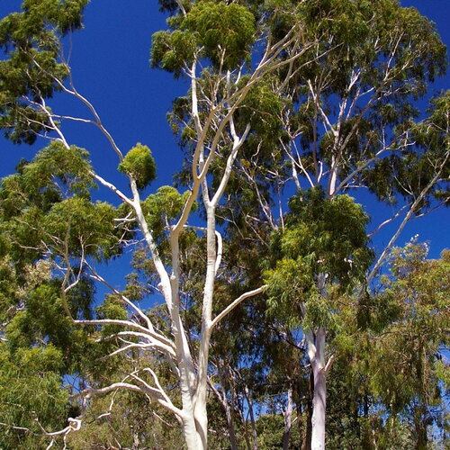 5 graines corymbia citriodora, eucalyptus citriodora