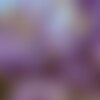 3 graines wisteria sinensis, glycine de chine