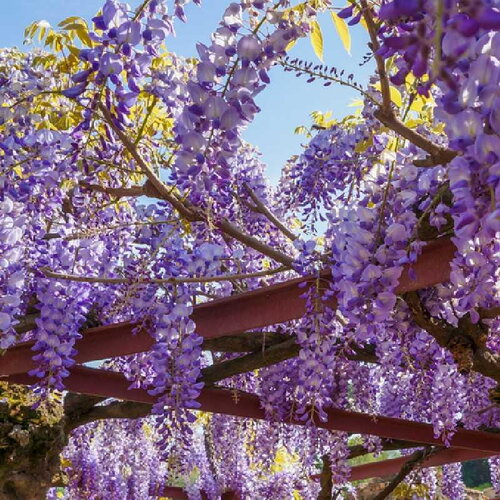 3 graines wisteria sinensis, glycine de chine