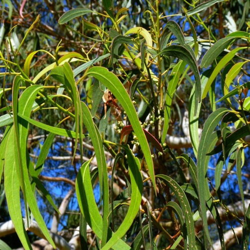3 graines eucalyptus maidenii
