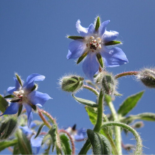 10 graines de borago officinalis, bourrache officinale