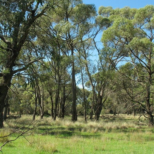 3 graines eucalyptus aggregata, gommier noir