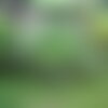 25 graines cymbopogon citratus, citronnelle, verveine des indes