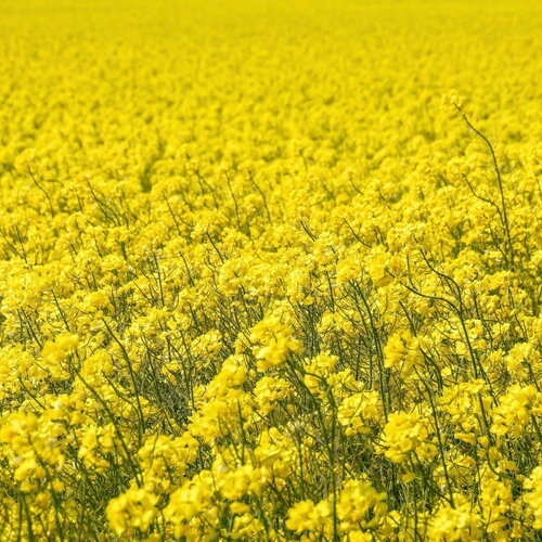 200 graines brassica napus, colza fourrager