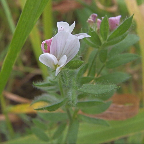 200 graines ornithopus sativus, serradelle