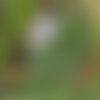 100 graines ornithopus sativus, serradelle