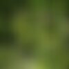 50 graines vicia sativa, vesce commune