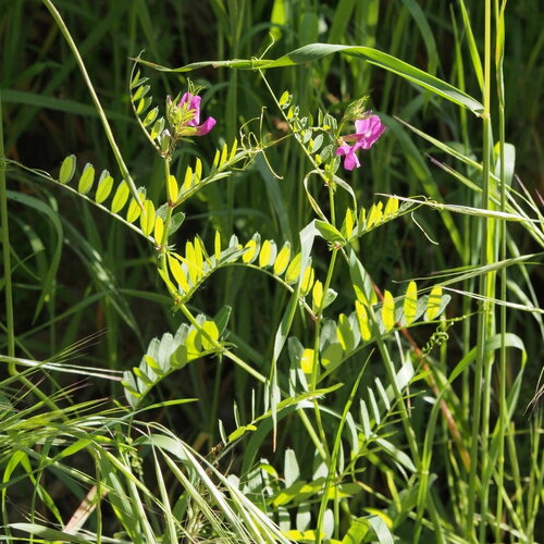 50 graines vicia sativa, vesce commune