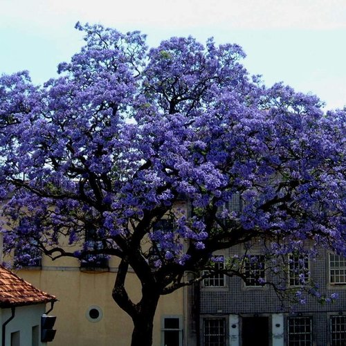 7 graines de paulownia fortunei, arbre de l'empereur