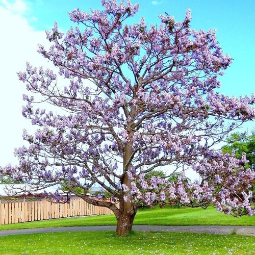 7 graines de paulownia catalpifolia, arbre de l'empereur