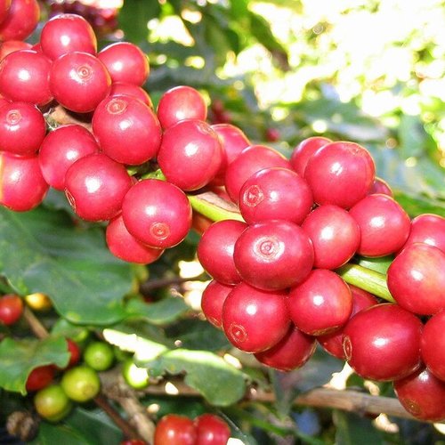 7 graines coffea arabica "catuai yellow", caféier arabica