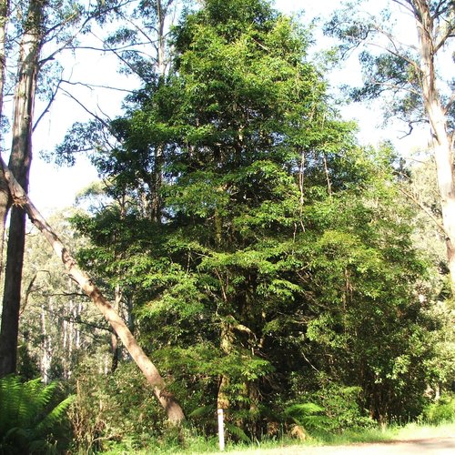 5 graines nothofagus cunninghamii, hêtre de tasmanie