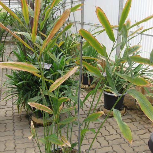 3 graines de gingembre, alpinia galanga
