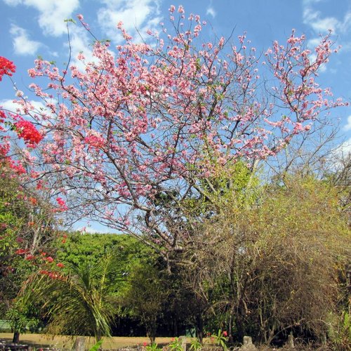 3 graines de cassia javanica subsp. nodosa, cassier nain, cassia de java