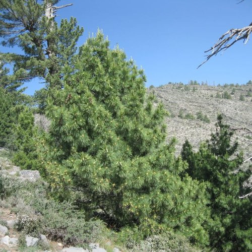 10 graines pinus gerardiana waziristan, pin de waziristan, pin de gérard